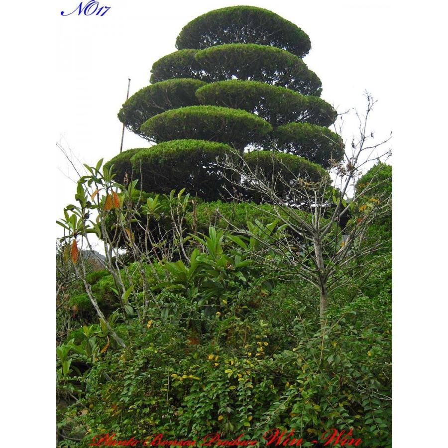 2016年 植木 美景美観 貝塚伊吹(カイズカイブキ)の大樹 No17 : PLANT
