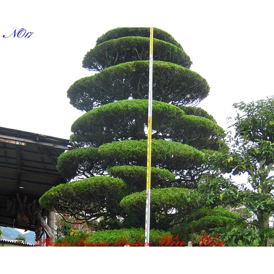 2016年 植木 美景美観 貝塚伊吹(カイズカイブキ)の大樹 No17 : PLANT