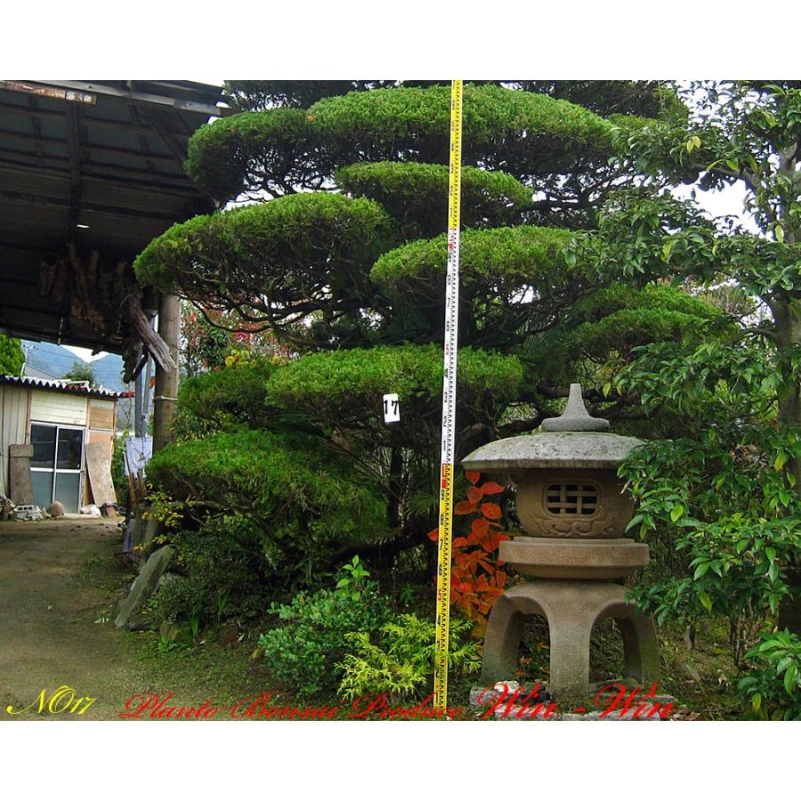 2016年 植木 美景美観 貝塚伊吹(カイズカイブキ)の大樹 No17 : PLANT