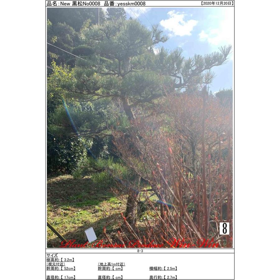 2020年 植木 黒松(クロマツ)の中樹 No8 : PLANT・BONSAI・Produce・WIN 