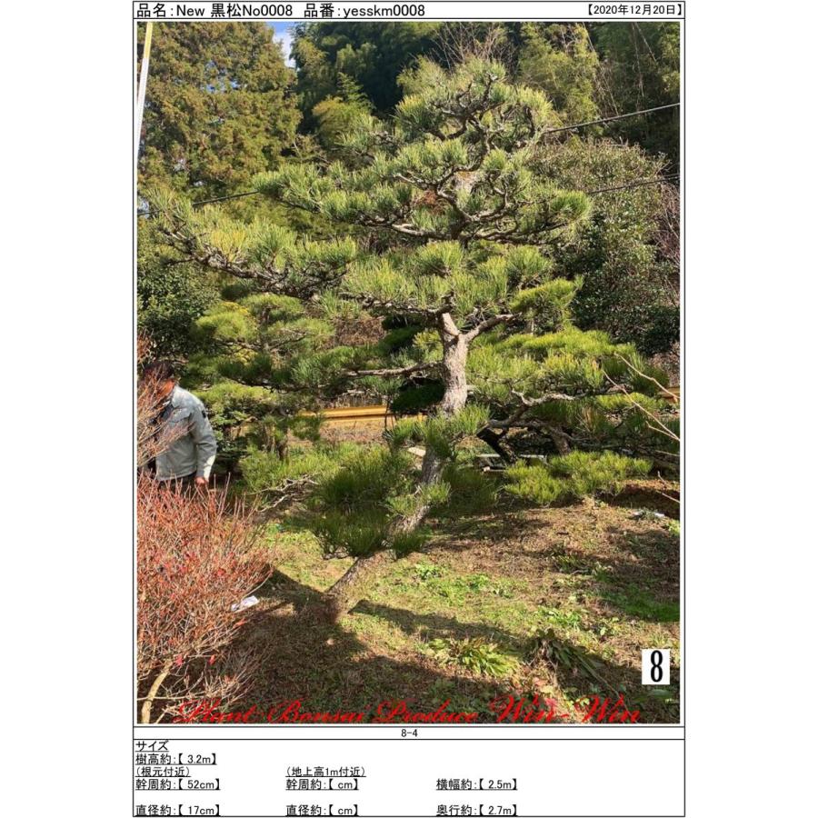 2020年 植木 黒松(クロマツ)の中樹 No8 : PLANT・BONSAI・Produce・WIN 