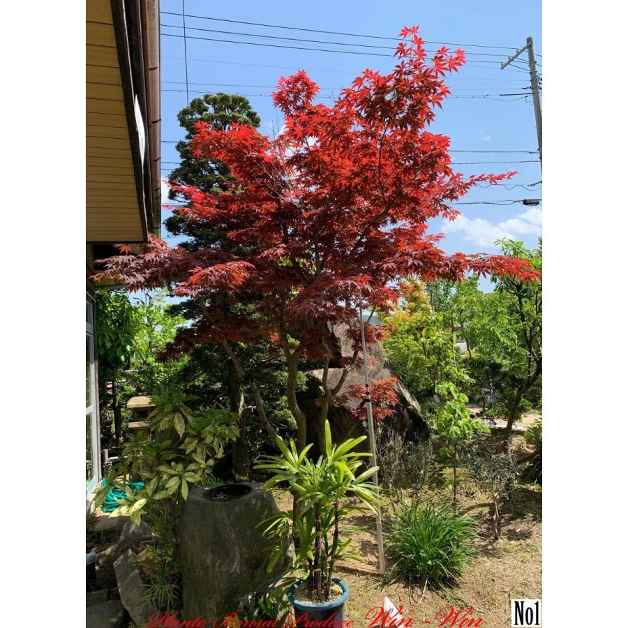 2020年 美景美観 野村紅葉(ノムラモミジ)の中樹 No1 (Dark RED 2020年 美景美観 野村紅葉(ノムラモミジ)の中樹 No1 (Dark RED
