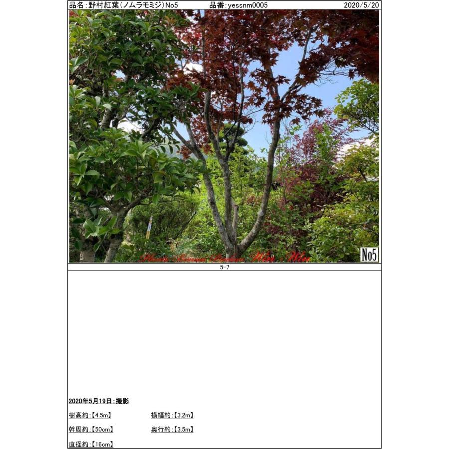 2020年 美景美観 野村紅葉(ノムラモミジ)の中樹 No5 (Dark RED