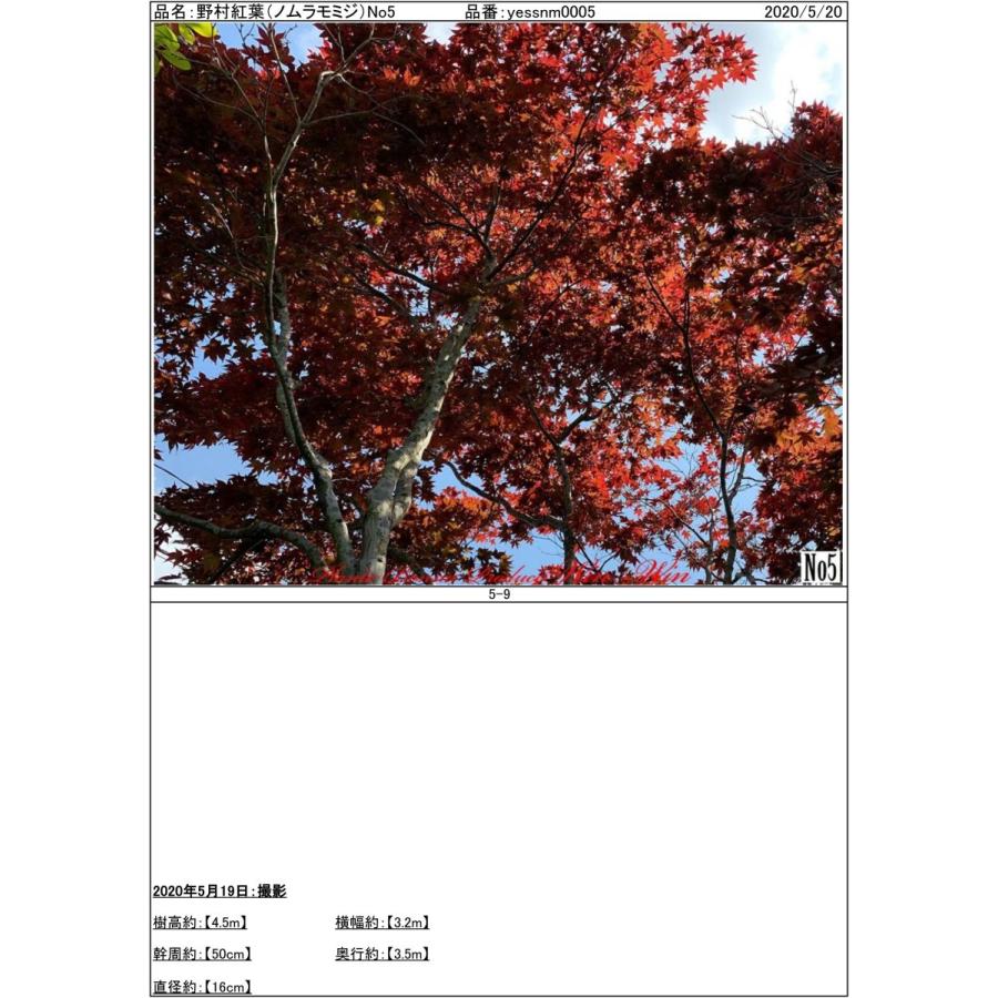 2020年 美景美観 野村紅葉(ノムラモミジ)の中樹 No5 (Dark RED