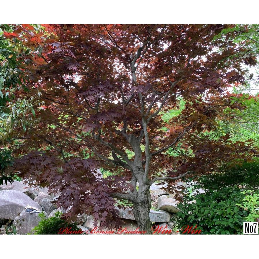 2020年 美景美観 野村紅葉(ノムラモミジ)の大樹 No7 (Dark RED