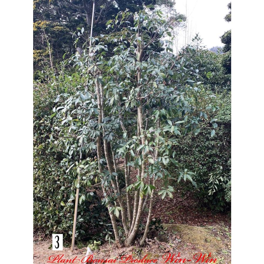 植木 New Release 白樫 シラカシ 株立ち No3 Yesssks0003 Plant Bonsai Produce Win Win 通販 Yahoo ショッピング