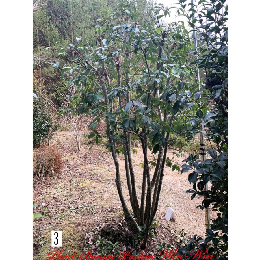 植木 New Release 白樫 シラカシ 株立ち No3 Yesssks0003 Plant Bonsai Produce Win Win 通販 Yahoo ショッピング