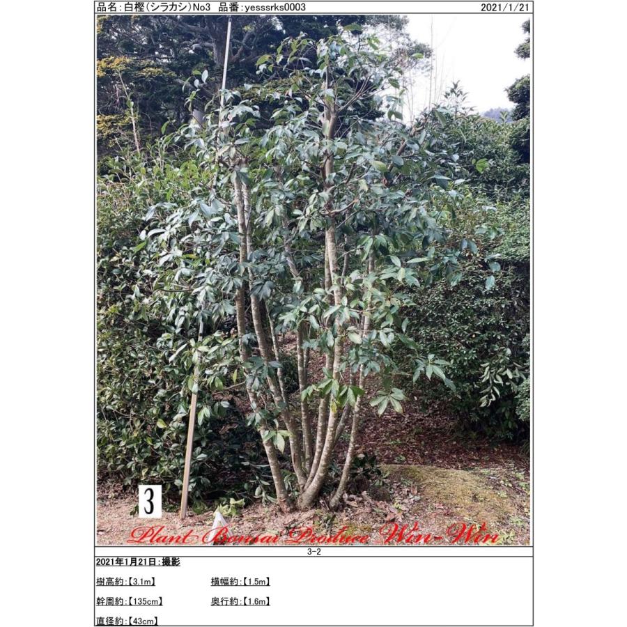 植木 New Release 白樫 シラカシ 株立ち No3 Yesssks0003 Plant Bonsai Produce Win Win 通販 Yahoo ショッピング