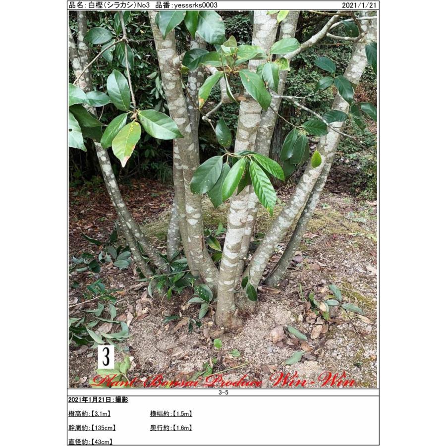 植木 New Release 白樫 シラカシ 株立ち No3 Yesssks0003 Plant Bonsai Produce Win Win 通販 Yahoo ショッピング