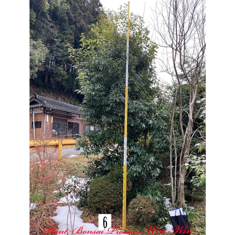 100 本物保証 植木 New Release 白樫 シラカシ No6 美しい Www Maxipiso Com Ar