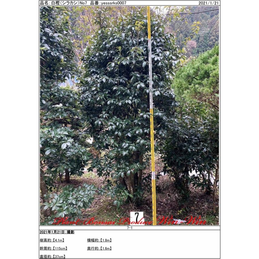 超激安 植木 New Release 白樫 シラカシ 株立ち No7 内祝い Www Tiebreak Fr