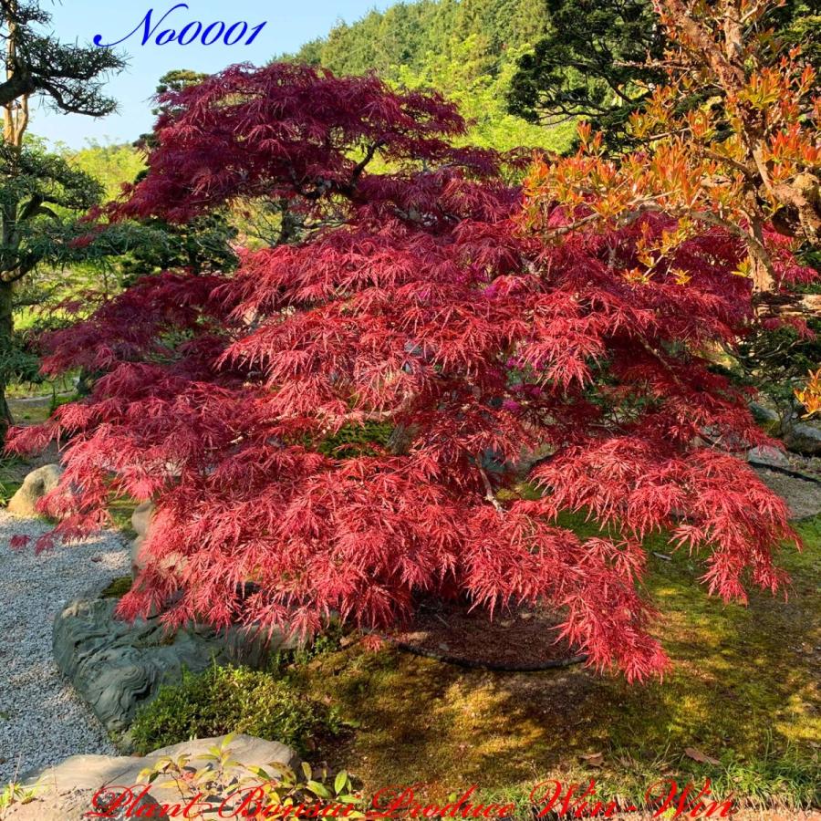 New Release 美景美観 紅枝垂れ紅葉 ベニシダレモミジ 睦紅 ムツベニ の中樹 Crimson No1 只今 商談中 Yessssdmzmb0001 Plant Bonsai Produce Win Win 通販 Yahoo ショッピング