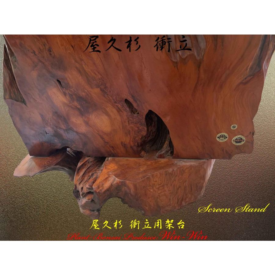 2020年 屋久杉 迫力満点・威風堂々の衝立 No4 : PLANT・BONSAI