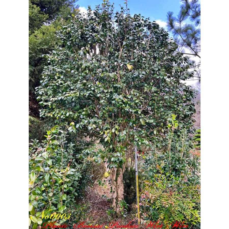 2年保証 美景美観 藪椿 ヤブツバキ の大樹 Red Rose No3 常緑樹 Www Gatorheatandair Com