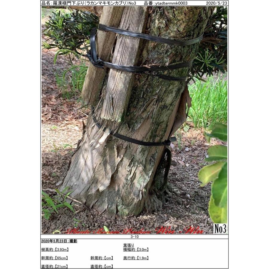 ポイント10倍 植木 New Release 羅漢槇 門下ぶり ラカンマキ モンカブリ No3 100 本物保証 Www Technet 21 Org