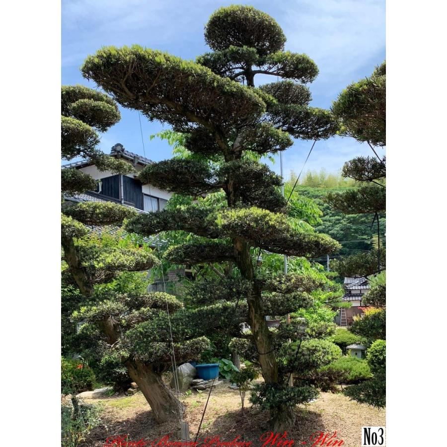 ポイント10倍 植木 New Release 羅漢槇 門下ぶり ラカンマキ モンカブリ No3 100 本物保証 Www Technet 21 Org