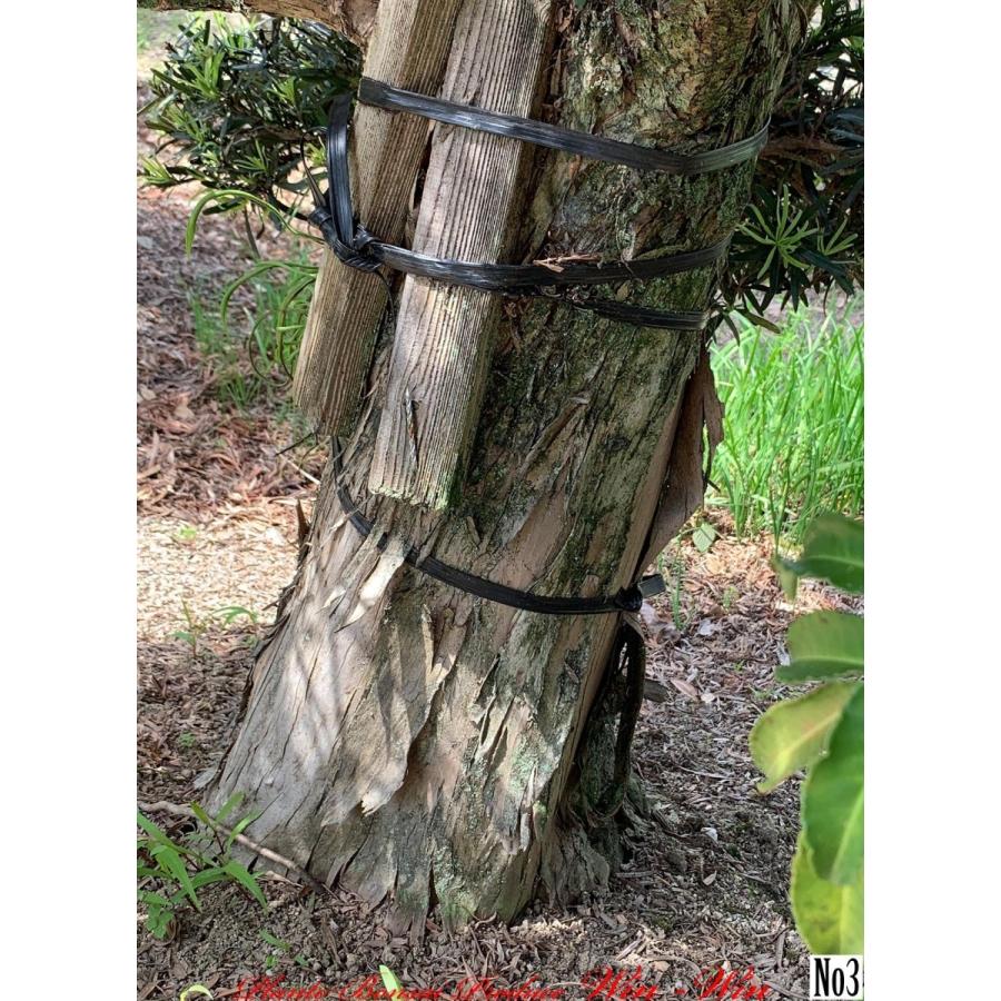 ポイント10倍 植木 New Release 羅漢槇 門下ぶり ラカンマキ モンカブリ No3 100 本物保証 Www Technet 21 Org