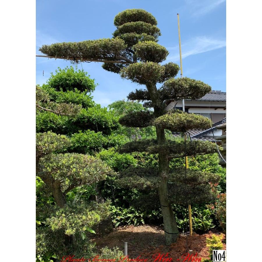 信頼 植木 New Release 羅漢槇 門下ぶり ラカンマキ モンカブリ No4 史上最も激安 Www Mpdespachojuridico Com