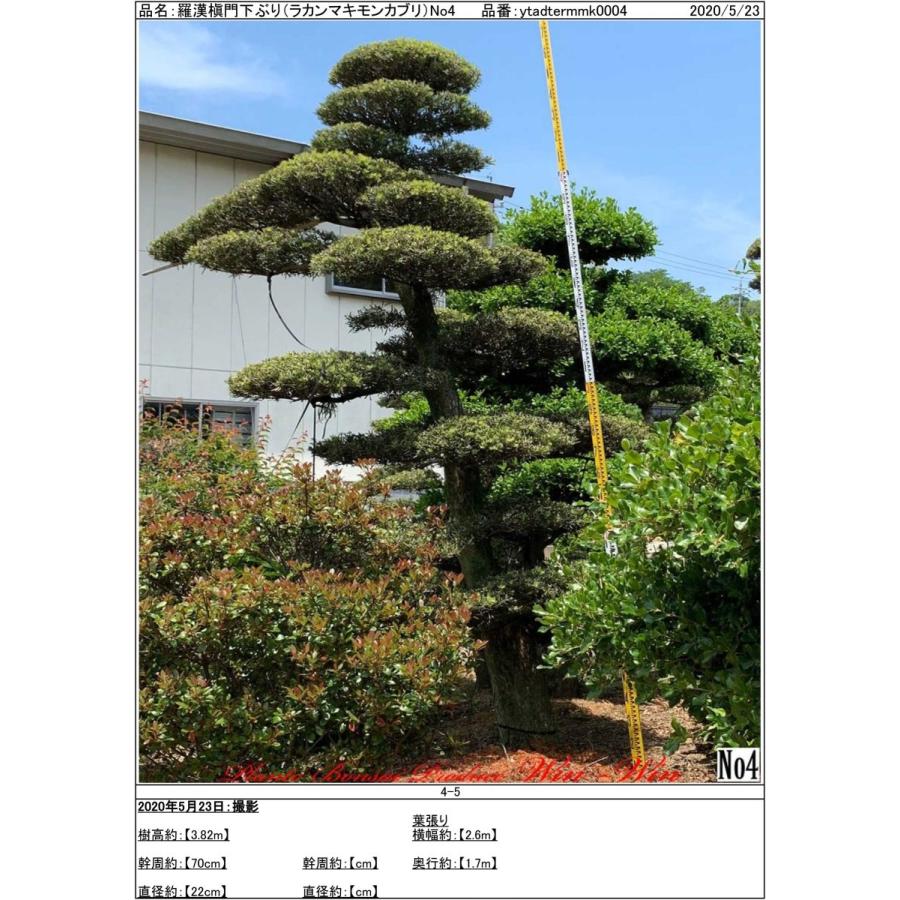 信頼 植木 New Release 羅漢槇 門下ぶり ラカンマキ モンカブリ No4 史上最も激安 Www Mpdespachojuridico Com