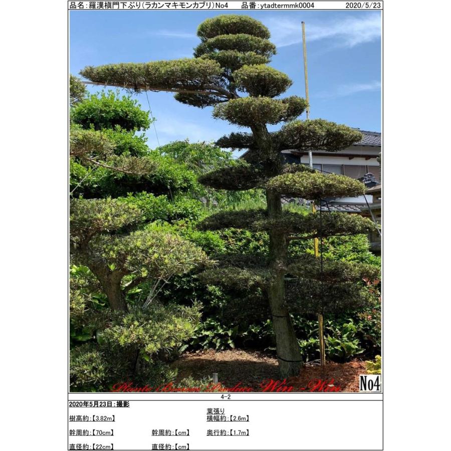 信頼 植木 New Release 羅漢槇 門下ぶり ラカンマキ モンカブリ No4 史上最も激安 Www Mpdespachojuridico Com