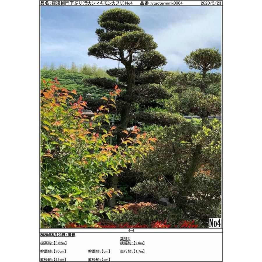 信頼 植木 New Release 羅漢槇 門下ぶり ラカンマキ モンカブリ No4 史上最も激安 Www Mpdespachojuridico Com