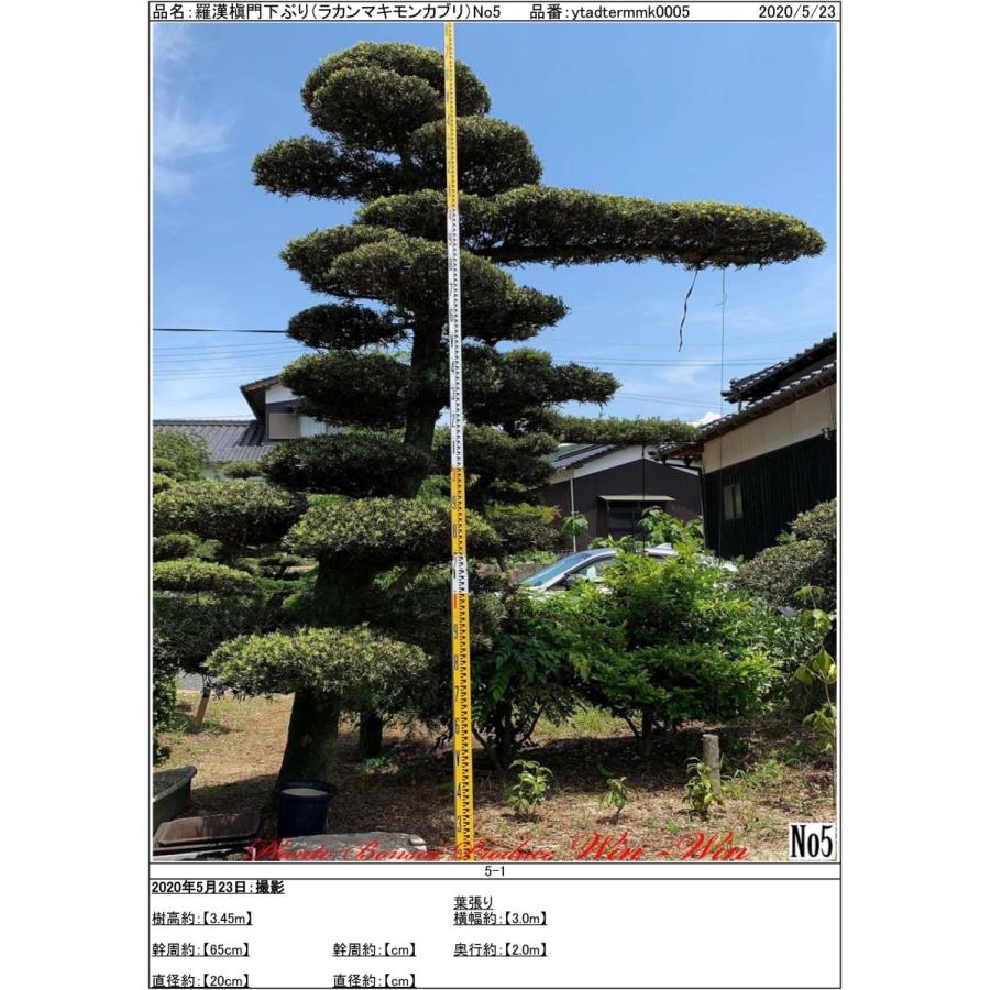 植木 New Release 羅漢槇 門下ぶり ラカンマキ モンカブリ No5 Yshadtermmk0005 Plant Bonsai Produce Win Win 通販 Yahoo ショッピング