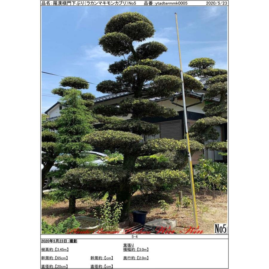 植木 New Release 羅漢槇 門下ぶり ラカンマキ モンカブリ No5 Yshadtermmk0005 Plant Bonsai Produce Win Win 通販 Yahoo ショッピング