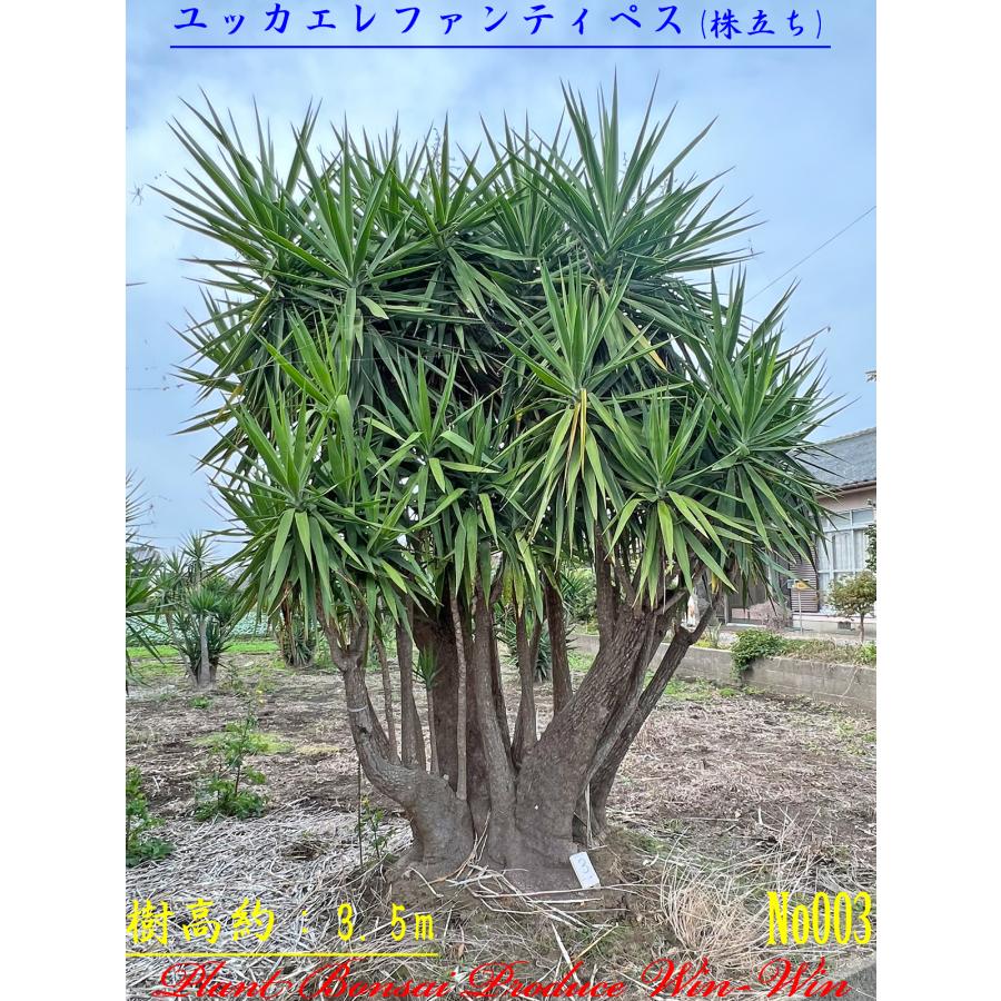 New Release 美景美観 ユッカエレファンティぺス株立ちの大樹 New Release 美景美観 ユッカエレファンティぺス株立ちの大樹
