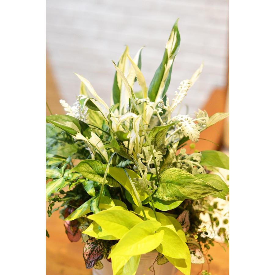 観葉植物の寄せ植えA ギャザリング 寄せ植え おまかせ アレンジ お祝い 誕生日 プレゼント ギフト 観葉植物