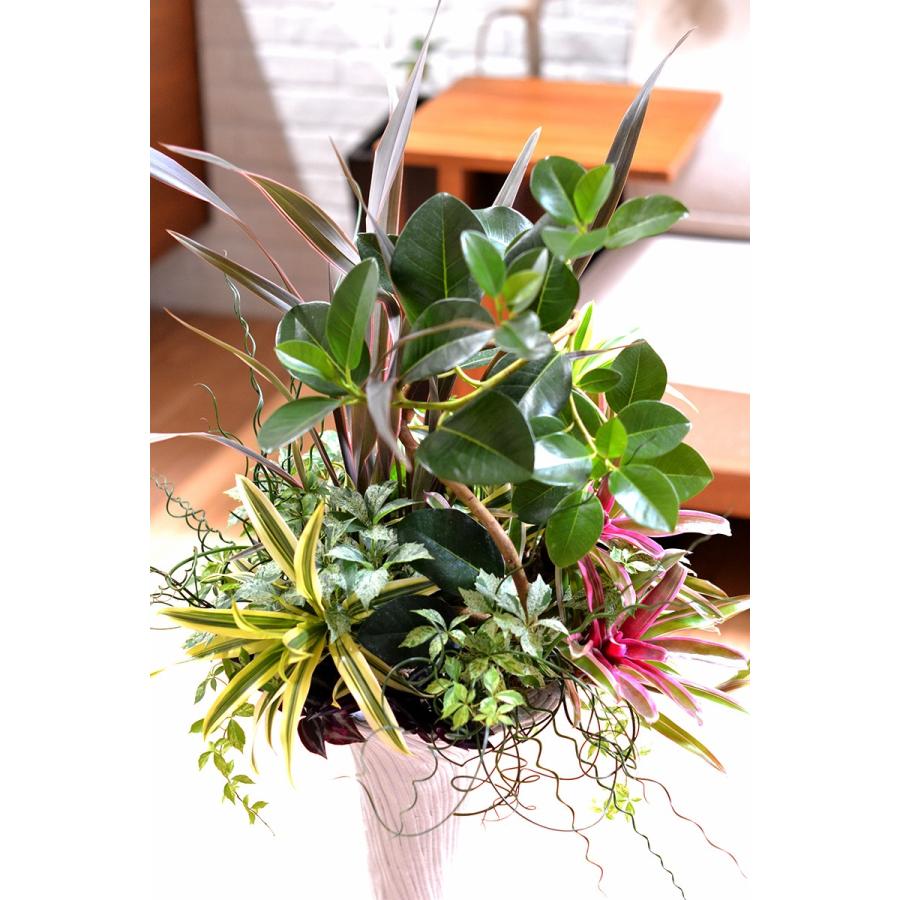 観葉植物の寄せ植えC ギャザリング 寄せ植え おまかせ アレンジ 観葉植物の寄せ植えC ギャザリング 寄せ植え おまかせ アレンジ