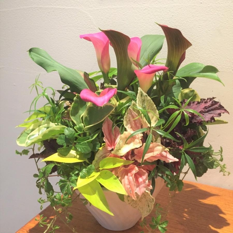 観葉植物の寄せ植えC ギャザリング 寄せ植え おまかせ アレンジ 観葉植物の寄せ植えC ギャザリング 寄せ植え おまかせ アレンジ