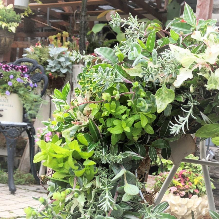 寄せ植え カラーリーフ 観葉植物　リース仕立て (スタンド付) 楽天市場】【多肉植物】寄せ植え「フレッシュ・リング」 観葉