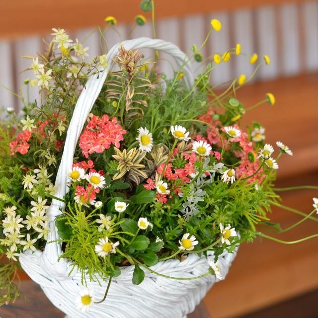 持ちて付き鉢 季節のお花の寄せ植え ギャザリング 寄せ植え お祝い お誕生日 プレゼント ギフト Order04 寄せ植え専門店プランテプランテ 通販 Yahoo ショッピング