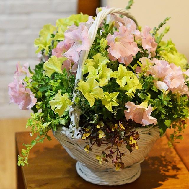 持ちて付き鉢 季節のお花の寄せ植え ギャザリング 寄せ植え お祝い お誕生日 プレゼント ギフト Order04 寄せ植え専門店プランテプランテ 通販 Yahoo ショッピング