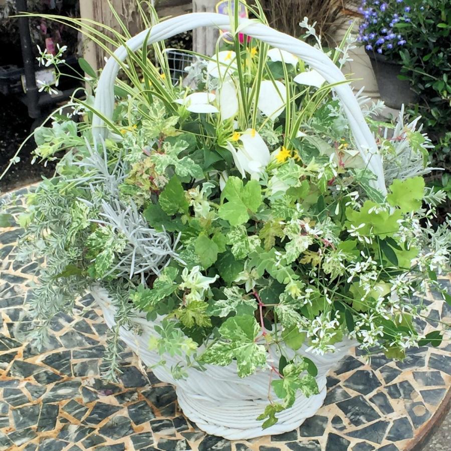 母の日に 持ちて付き鉢 季節のお花の寄せ植え ギャザリング 寄せ植え お祝い お誕生日 プレゼント ギフト Order04 寄せ植え専門店プランテプランテ 通販 Yahoo ショッピング
