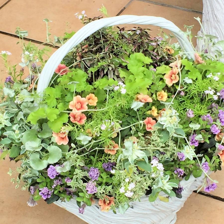 持ちて付き鉢 季節のお花の寄せ植え ギャザリング 寄せ植え お祝い お誕生日 プレゼント ギフト Order04 寄せ植え専門店プランテプランテ 通販 Yahoo ショッピング
