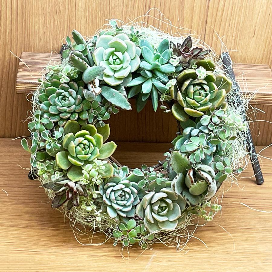 多肉植物のリース 直径約22cm 寄せ植え 母の日 プレゼント 多肉植物のリース 直径約22cm 寄せ植え 母の日 プレゼント