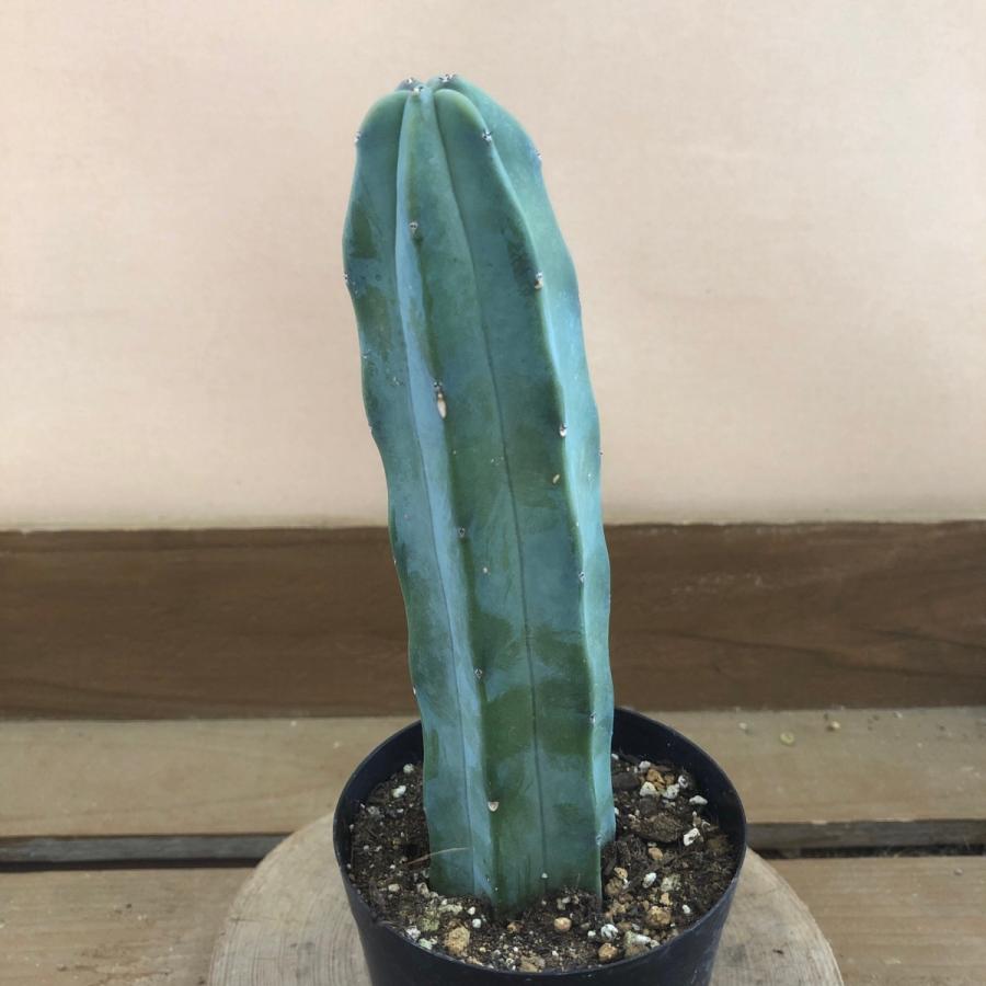 柱サボテン 竜神木 : plantlife - 通販 - Yahoo!ショッピング