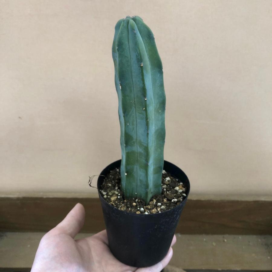 柱サボテン 竜神木 : plantlife - 通販 - Yahoo!ショッピング