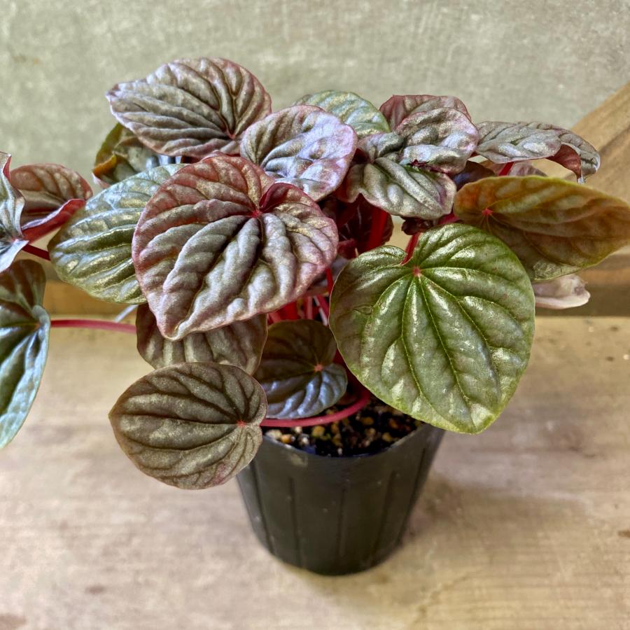 観葉植物 ペペロミア カペラータ バーガンディ : plantlife - 通販