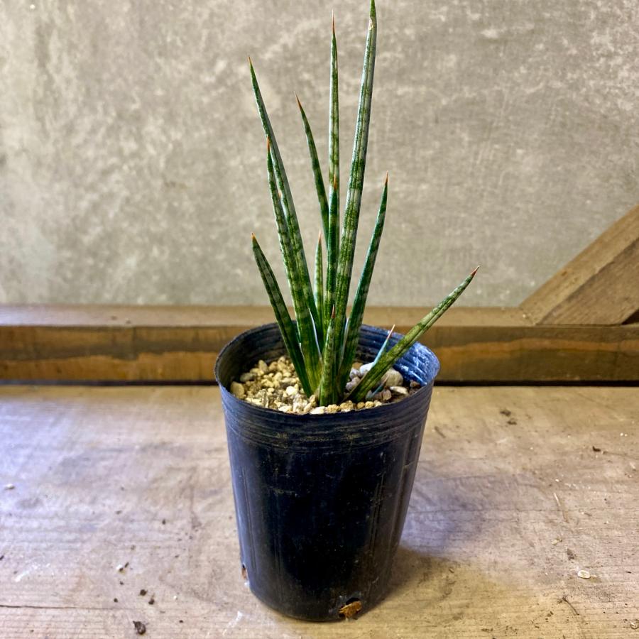 観葉植物　サンスベリア　フランシシー（Yahoo!・plantlife）