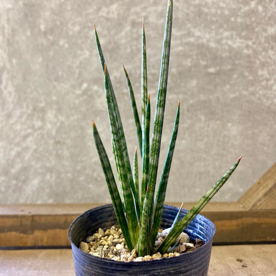 観葉植物 サンスベリア フランシシー : plantlife - 通販 - Yahoo
