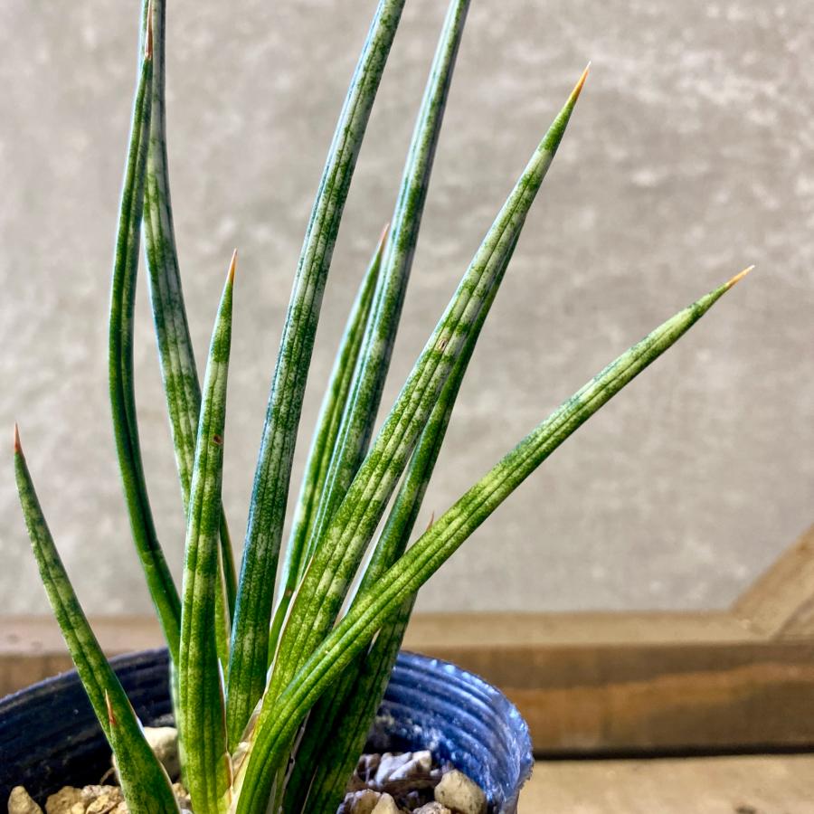 観葉植物 サンスベリア フランシシー : plantlife - 通販 - Yahoo