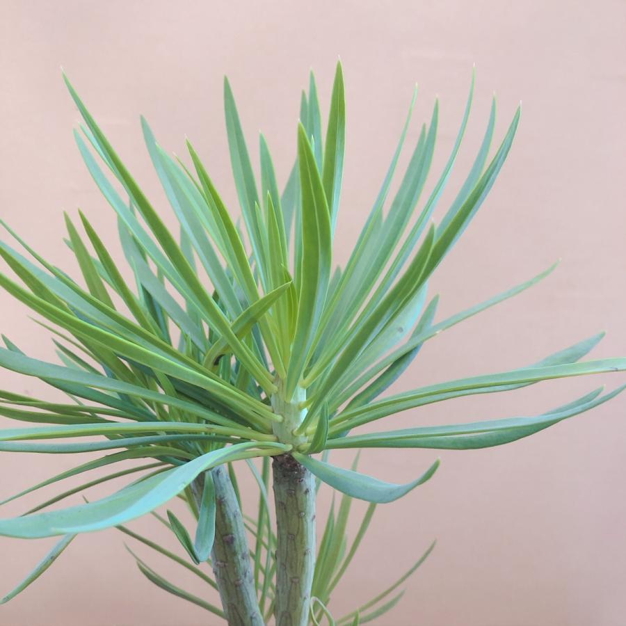 多肉植物 セネシオ クレイニア（モンキーツリー） : plantlife - 通販