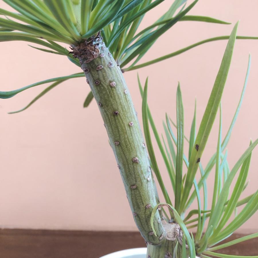 多肉植物 セネシオ クレイニア（モンキーツリー） : plantlife - 通販