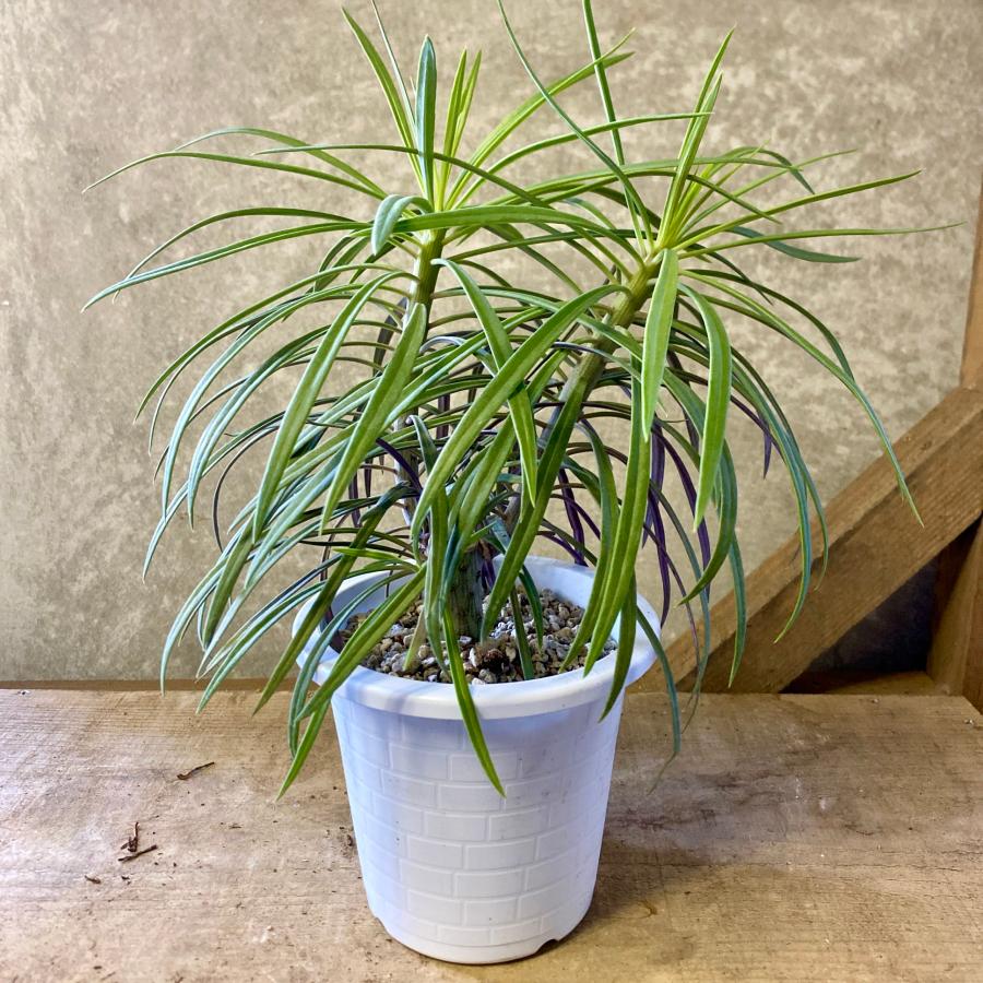多肉植物 セネシオ クレイニア（モンキーツリー） : plantlife - 通販