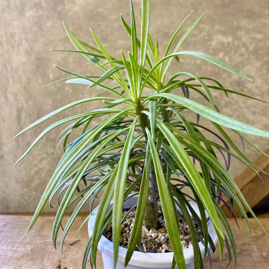 多肉植物 セネシオ クレイニア（モンキーツリー） : plantlife - 通販