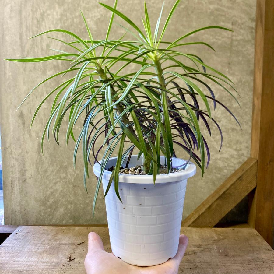 多肉植物 セネシオ クレイニア（モンキーツリー） : plantlife - 通販