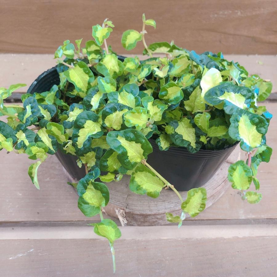 フィカス プミラ 月夜の光 2ポットset Pl0165 Plantlife 通販 Yahoo ショッピング