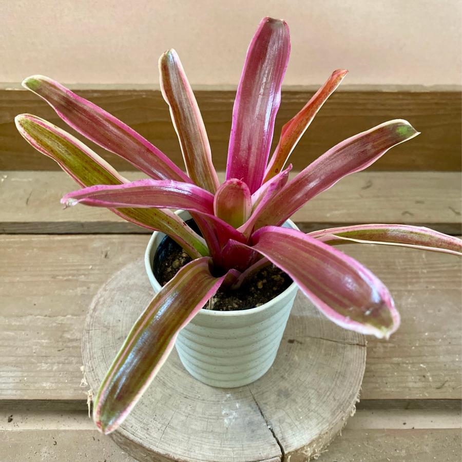 観葉植物 アナナス ネオレゲリア ファイヤーボール : plantlife - 通販